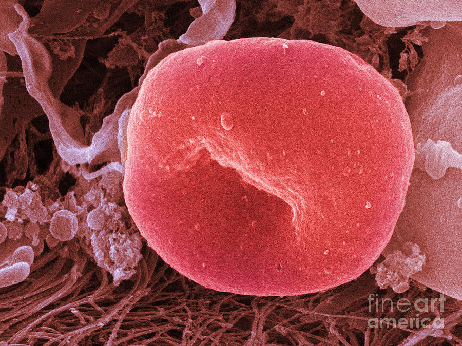 Human Red Blood Cell, Sem Photograph by Ted Kinsman