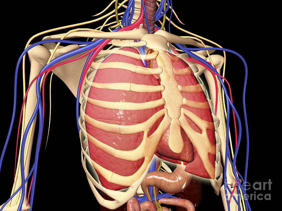 Healthcare Digital Art - Human Rib Cage With Lungs And Nervous by Stocktrek Images
