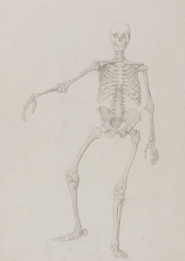 Human Skeleton, Anterior View Drawing by George Stubbs