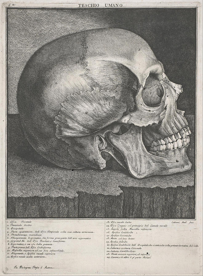 Human skull Drawing by Antonio Cattani