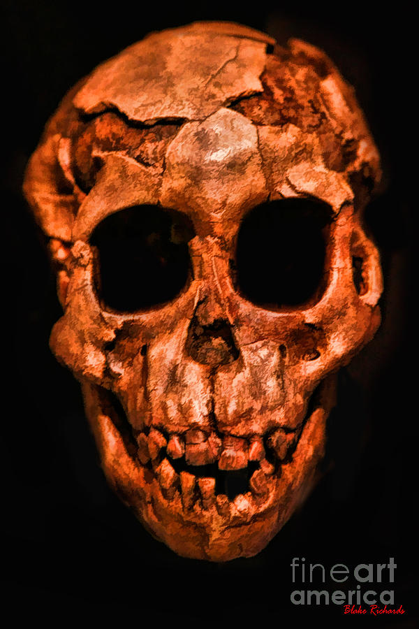 Human Skull Photograph by Blake Richards