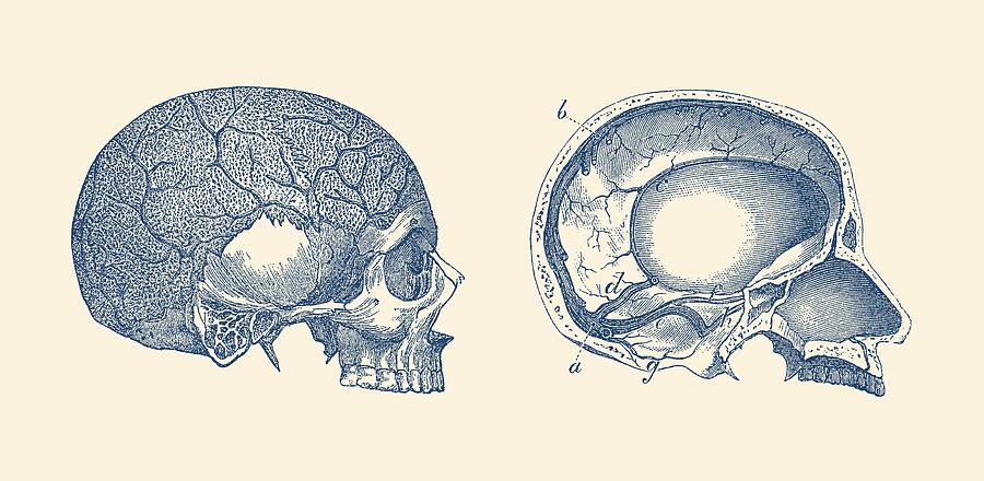 Human Skull - Classic Anatomy Print Drawing by Vintage Anatomy Prints