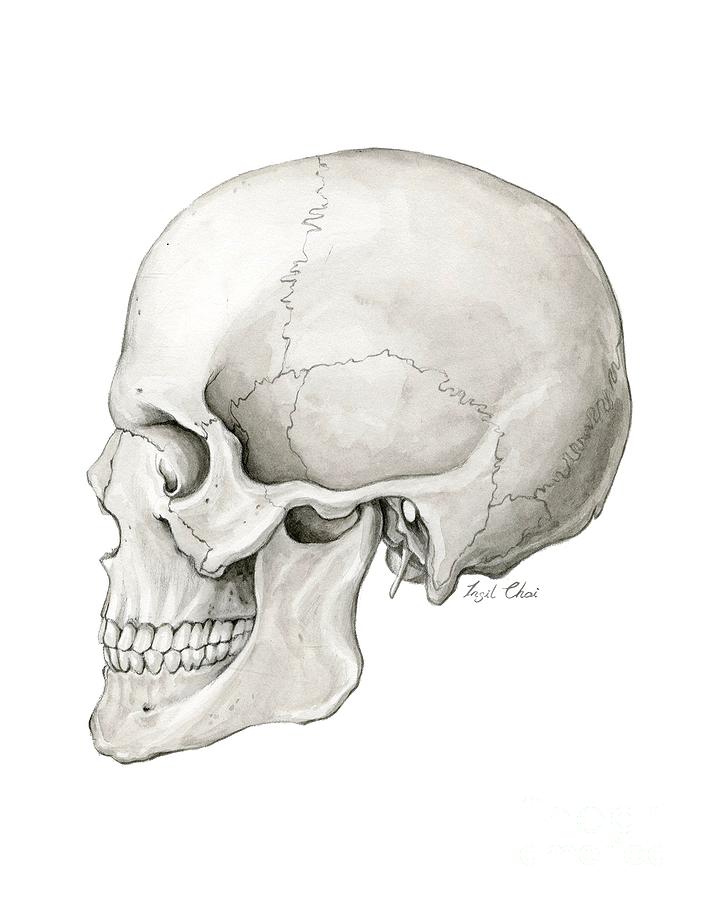 Human Skull Painting - Human Skull by Insil Choi Human Skull Painting - Human Skull by Insil Choi