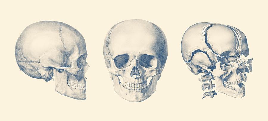 Human Skull - Multi-View - Anatomy Poster Mixed Media by Vintage Anatomy Prints