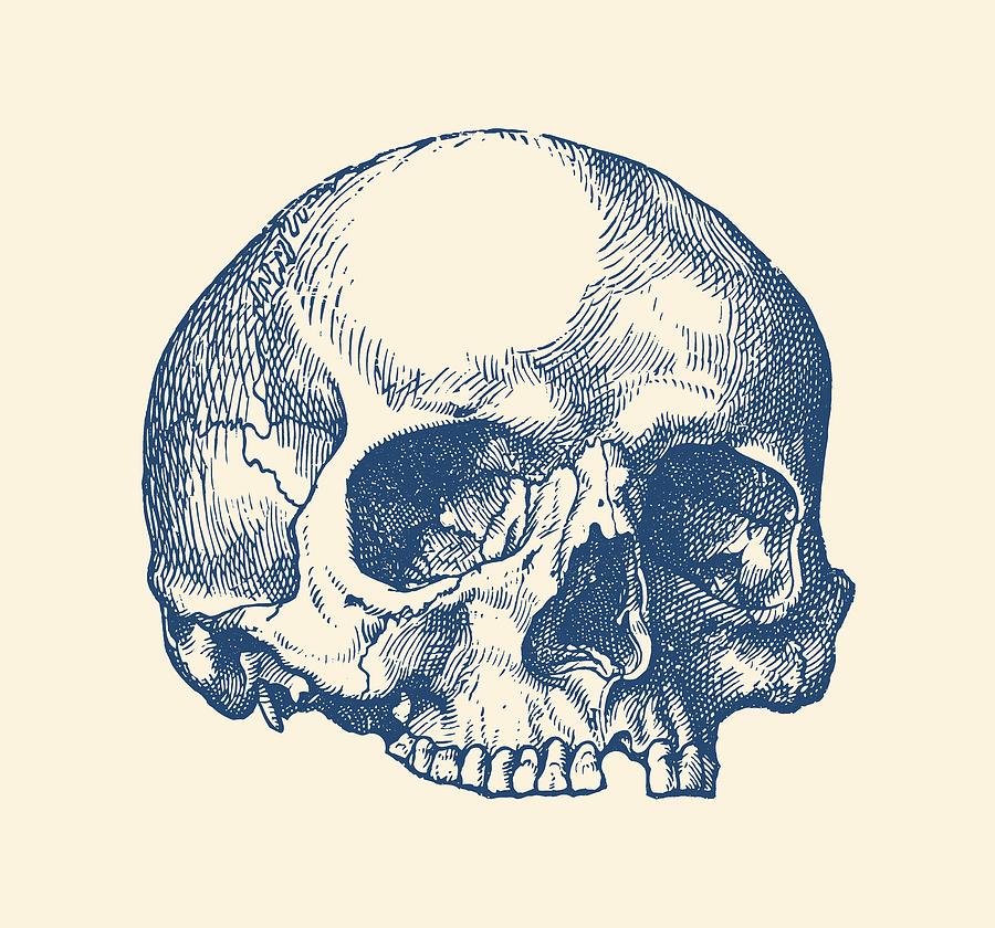 Human Skull - No Jaw - Simple View Drawing by Vintage Anatomy Prints