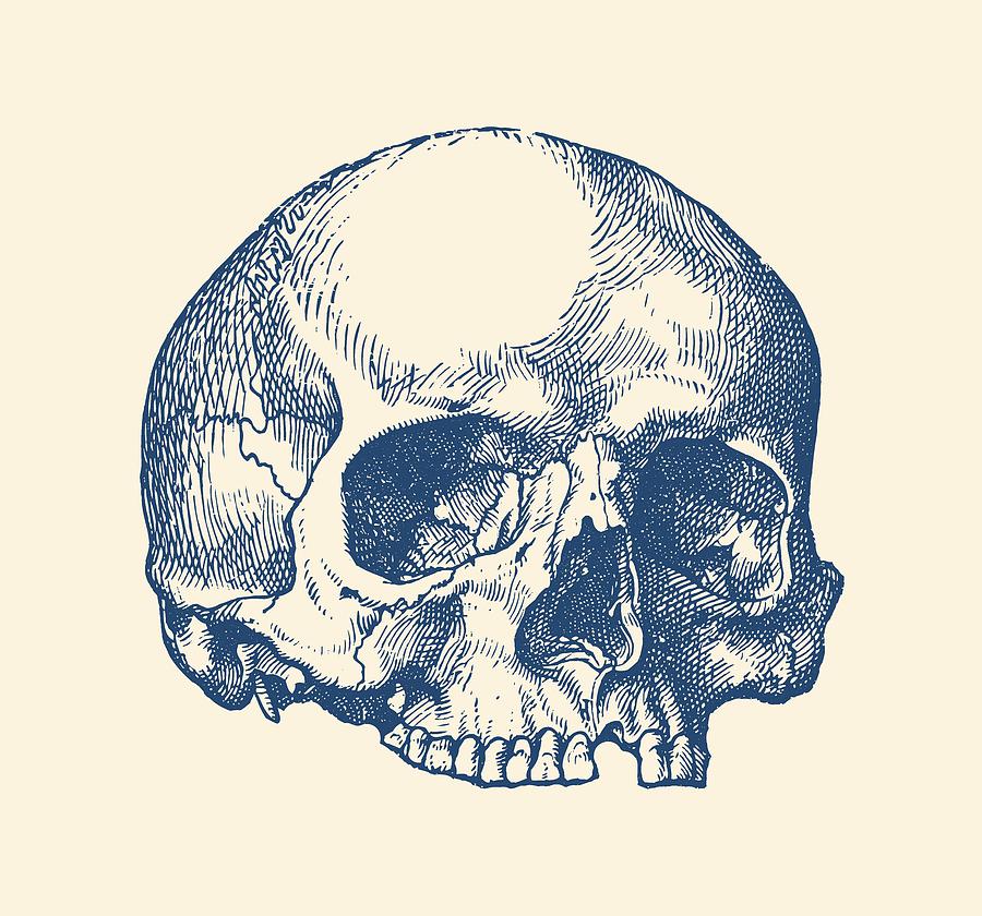 human skull drawing