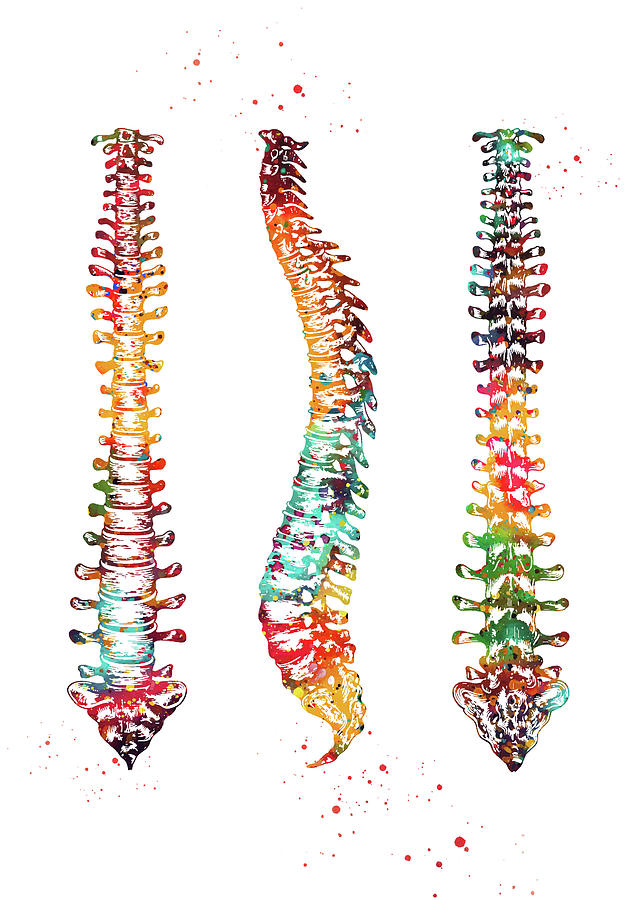 Human Spine Digital Art by Erzebet S - Pixels