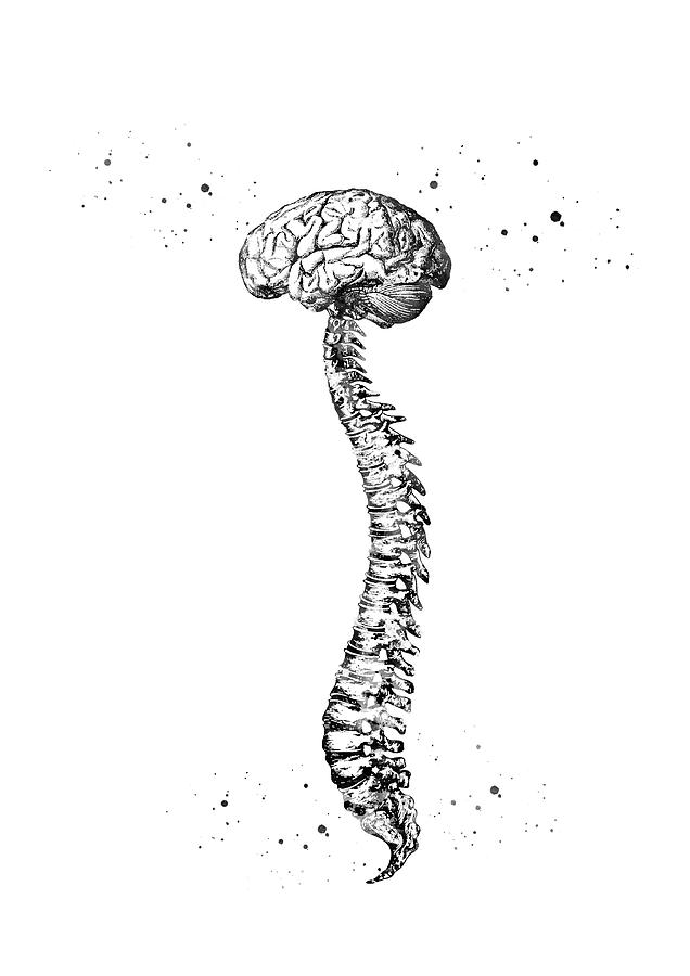 Human Spine with Brain 3 Digital Art by Erzebet S - Pixels