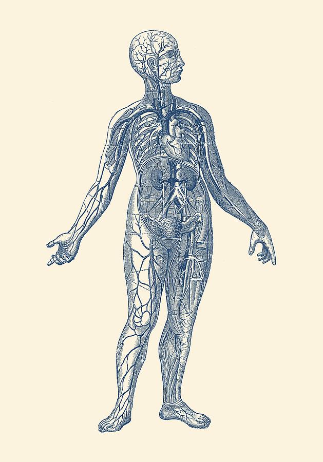 Human Vascular System - Vintage Diagram Drawing by Vintage Anatomy Prints