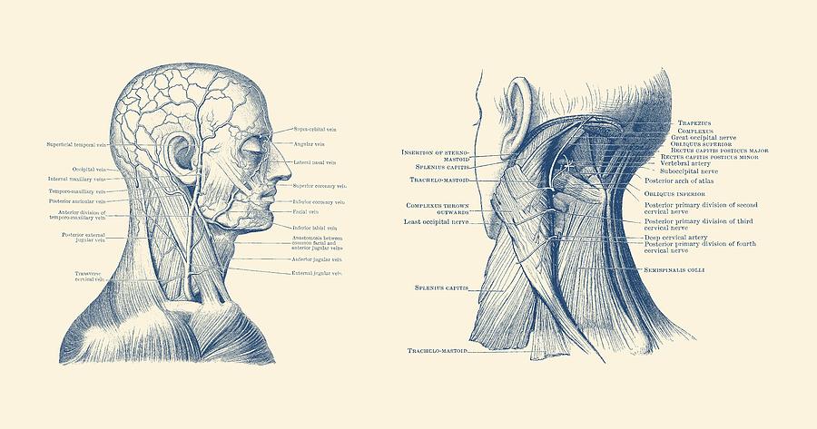 Human Venous and Circulatory Systems - Head and Neck Drawing by Vintage Anatomy Prints