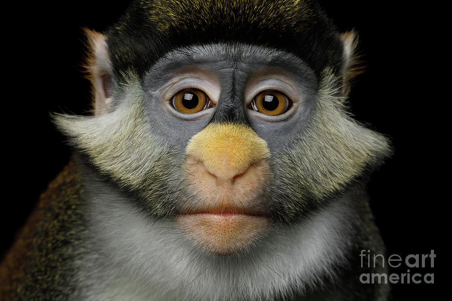 Portrait Photograph - Humanity portrait of Red-tailed Monkey by Sergey Taran