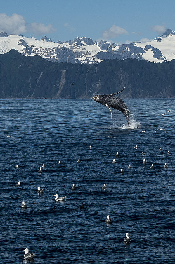 Humback Whale Breach 2.7mp Photograph by Ian Johnson