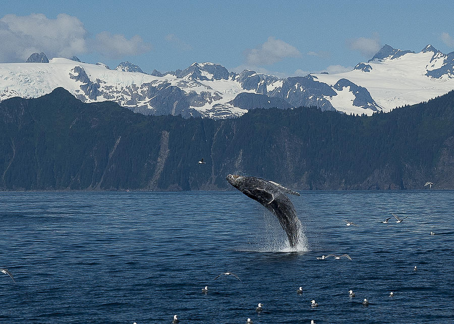Humback Whale Full Breach Photograph by Ian Johnson