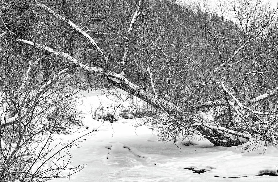 Humber River - Winter Moods 4 bw Photograph by Steve Harrington