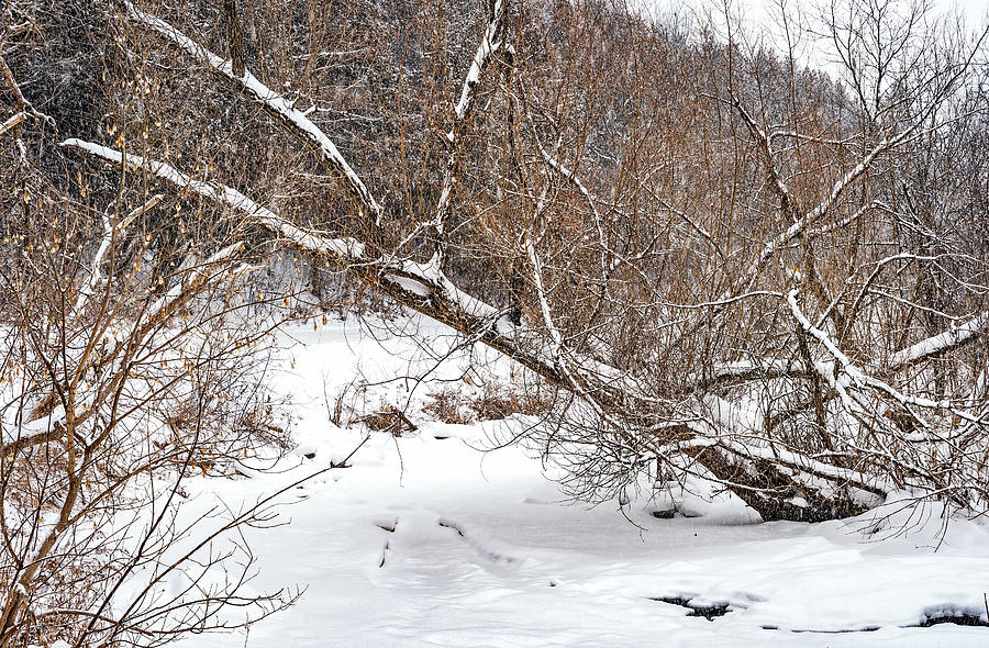 Humber River - Winter Moods 4 Photograph by Steve Harrington
