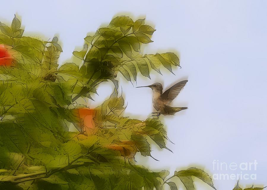Humbird Photograph by Robert Pearson