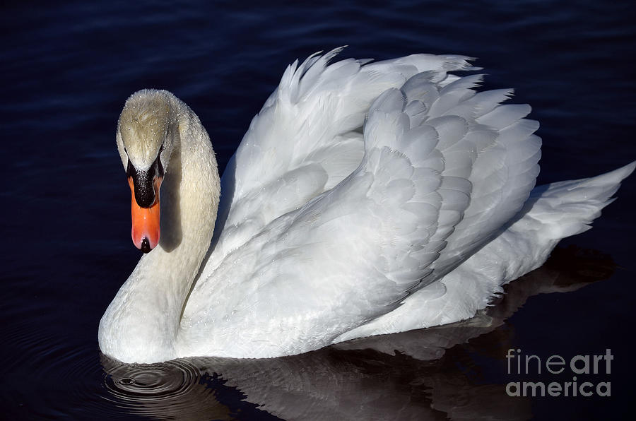 Swan Photograph - Humble Splendor by Deb Halloran