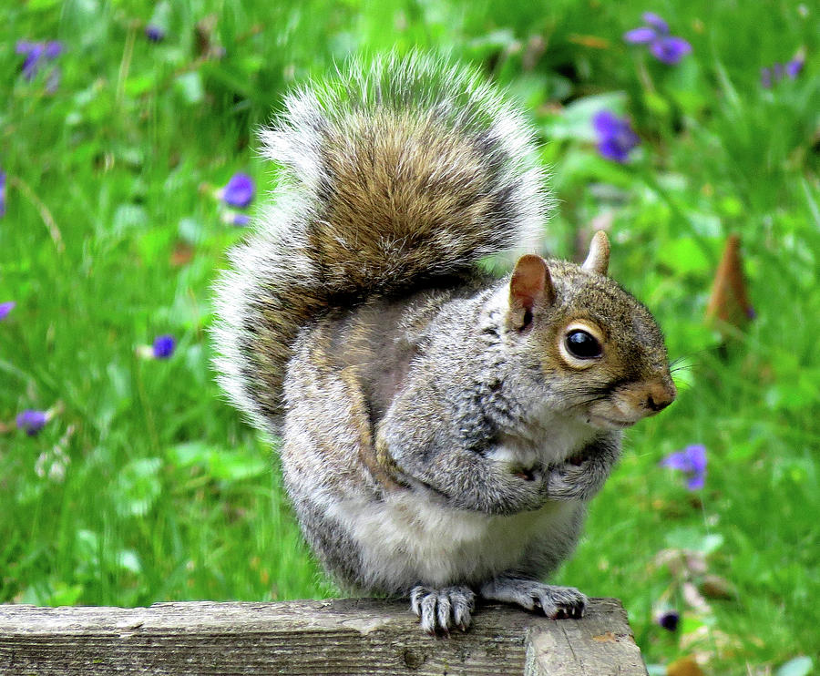 Humble Squirrel Photograph by Linda Stern