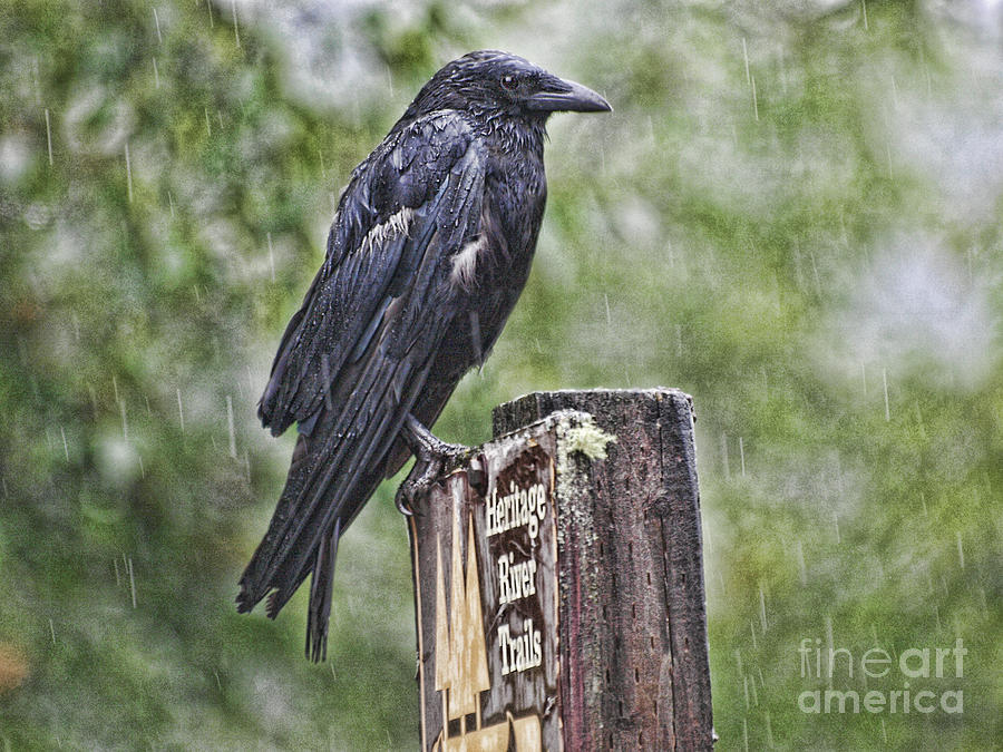 Humbled Crow Photograph by Vivian Martin