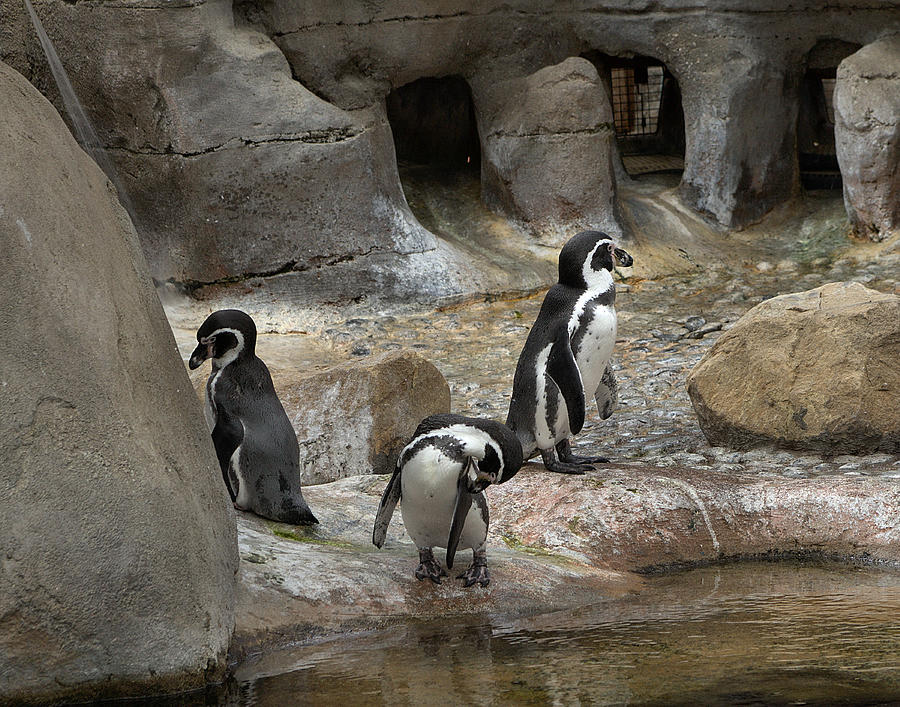 Humboldt Penguin 3 Photograph by Michael Gordon