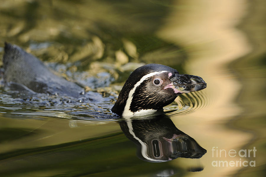 Humboldt Penguin Photograph by David & Micha Sheldon