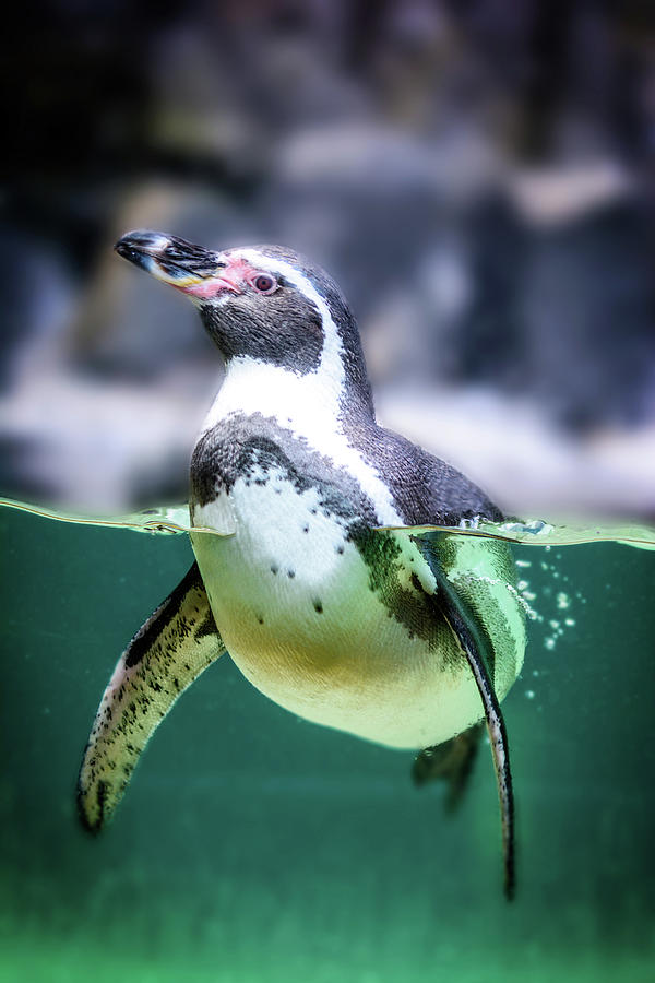 Humboldt penguin in water Photograph by Libor Vrska - Fine Art America