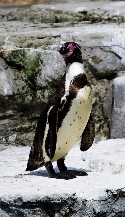 Humboldt Penguin Photograph by Scott Lyons