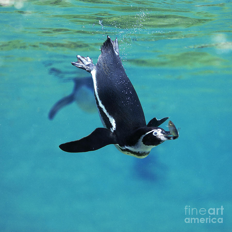 Humboldt Penguin Spheniscus Humboldti Photograph by Gerard Lacz