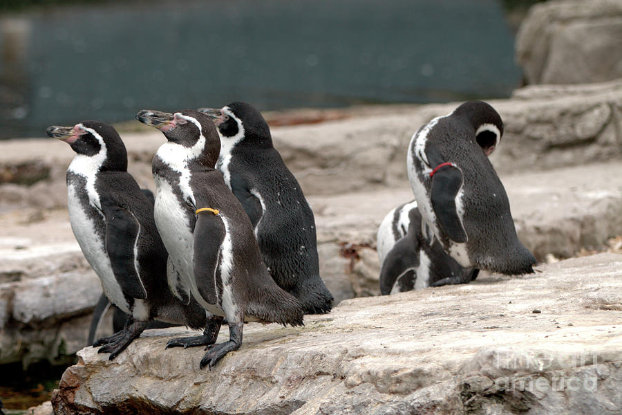 Humboldt Penguins Photograph by Baggieoldboy