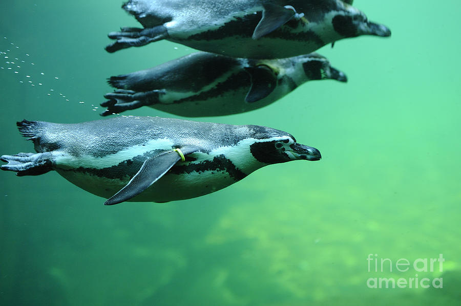 Humboldt Penguins Photograph by David & Micha Sheldon