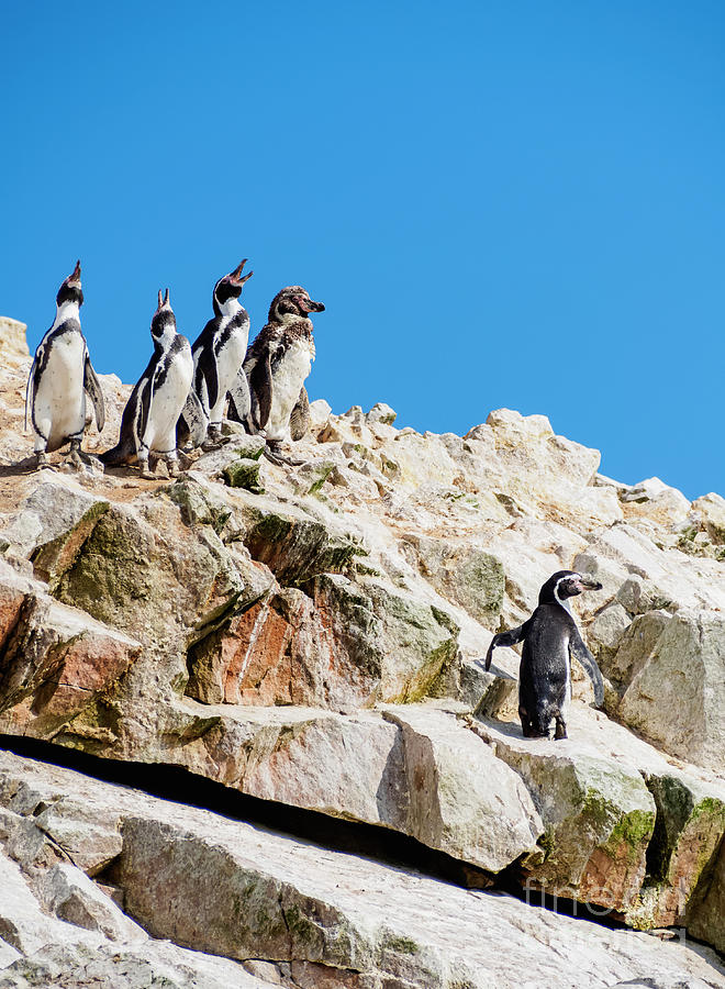 Humboldt Penguins Photograph By Karol Kozlowski