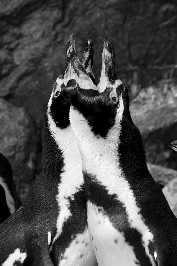 Humboldt Penguins Photograph by Sarah Lilja