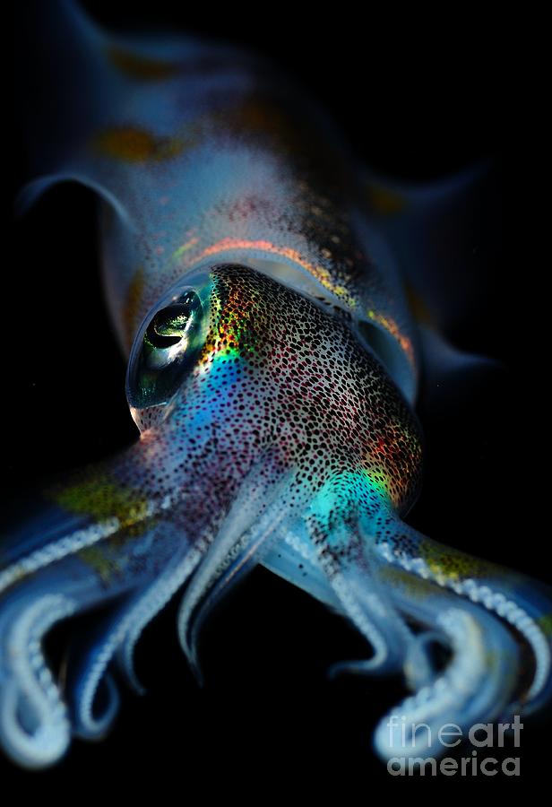 humboldt squids humboldt squids