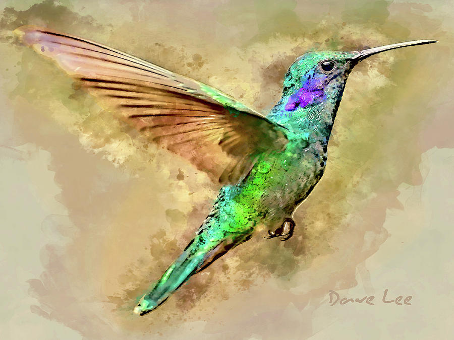 Hummingbird Mixed Media - Humdinger by Dave Lee