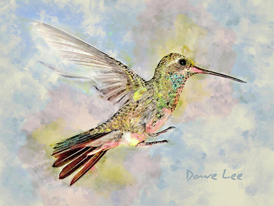 Hummingbird Mixed Media - Humdinger Too by Dave Lee
