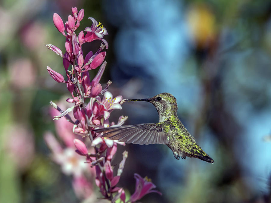 Humingbird 1081 Photograph by Tam Ryan