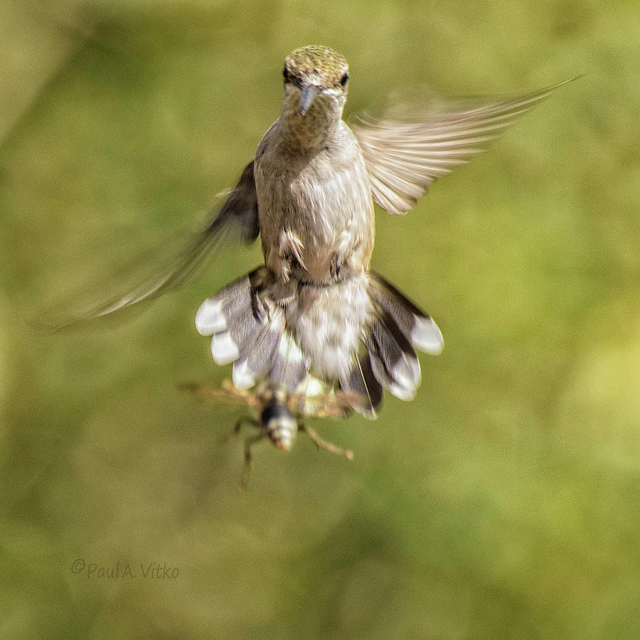 Hummingbird And Wasp.... Photograph by Paul Vitko