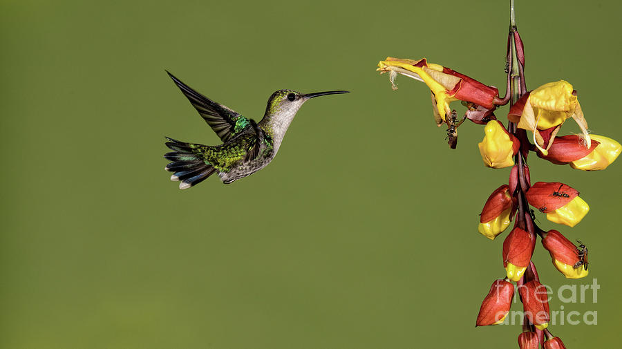 Humingbird Photograph by Ed McDermott