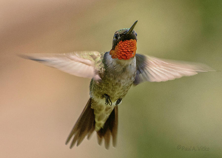 Hummingbird_04 Photograph by Paul Vitko