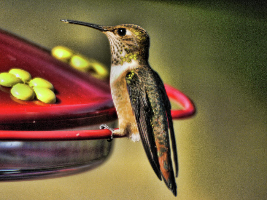 Hummer 1 Photograph by Lawrence Christopher