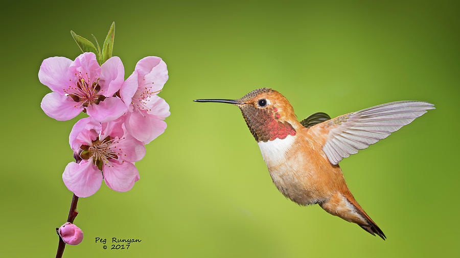 Hummer and Apple Blossom Photograph by Peg Runyan
