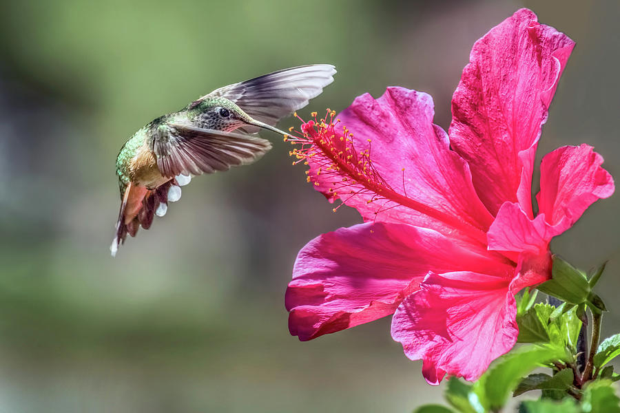 Hummer and Hibiscus Photograph by Dawn Key