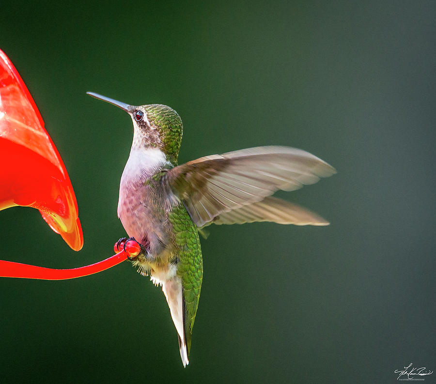 Hummingbird Photograph - Hummer At The Feeder by Phil And Karen Rispin
