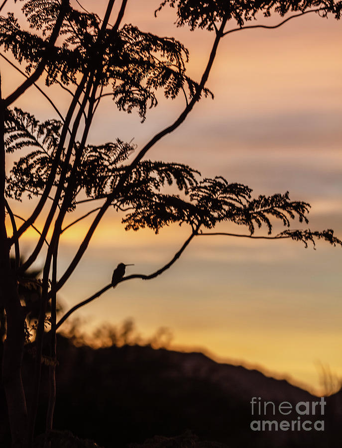 Hummer Enjoying The Sunrise Photograph by Robert Bales