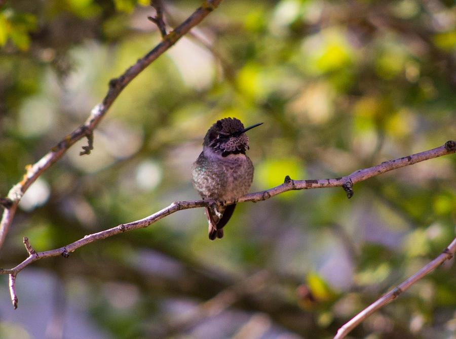 Hummer Hanging Out Photograph by Teresa Herlinger - Pixels