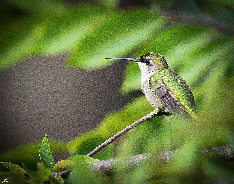 Bird Photograph - Hummer in a Tree by Phil And Karen Rispin