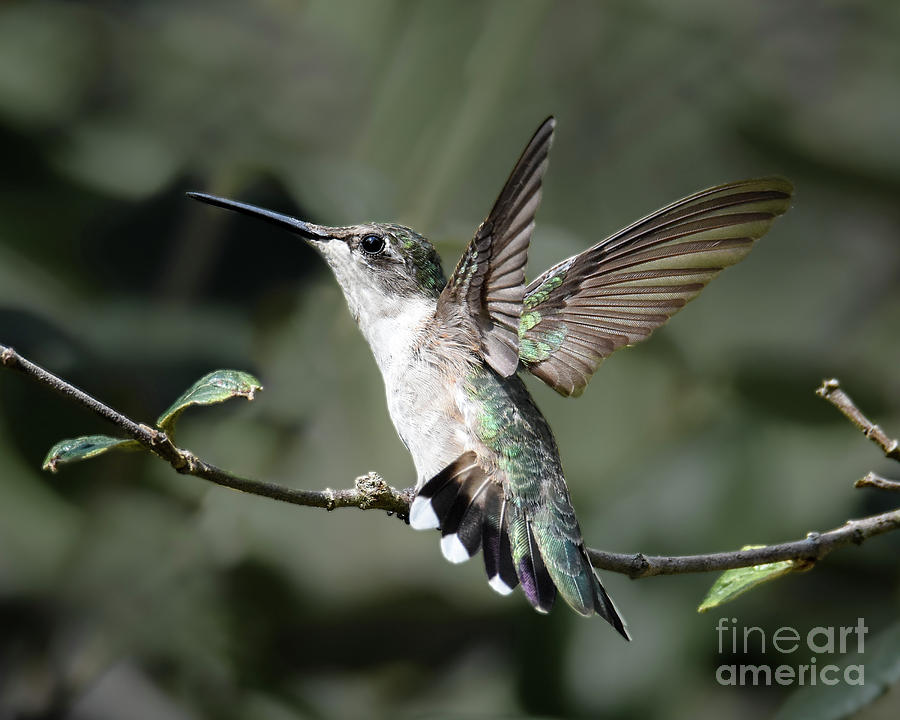 Hummer Intimidation Photograph by Amy Porter