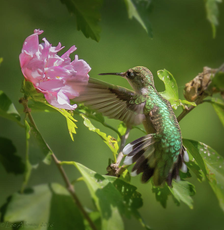 Hummer Photograph by Lee Alloway