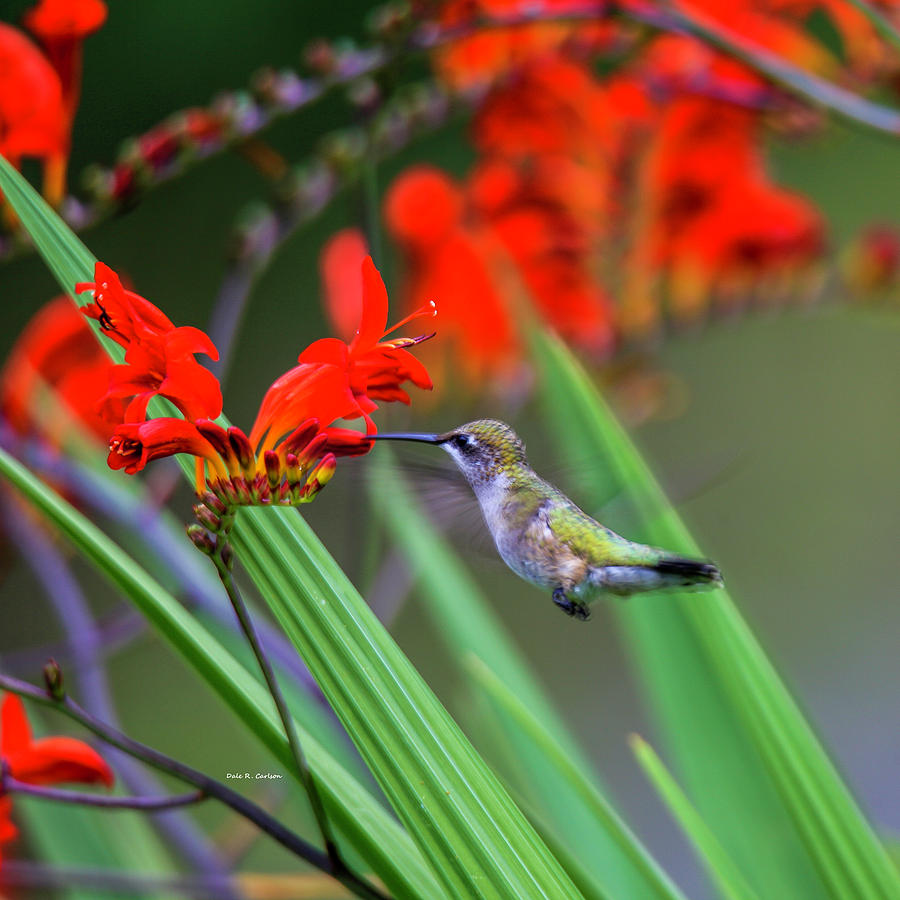 Hummer Lunch Photograph by Dale R Carlson