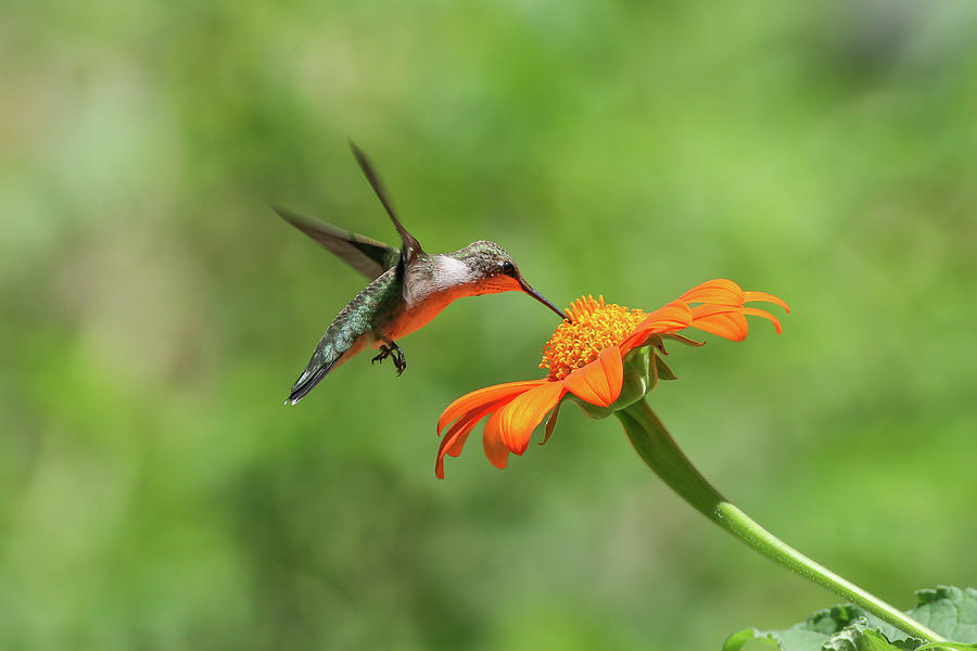 Hummingbird Photograph - Hummer on Orange Zinnia by Ronnie Maum